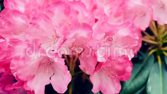 粉色的芙蓉花开了摄像机回到滑块上颜色校正视频的预览图