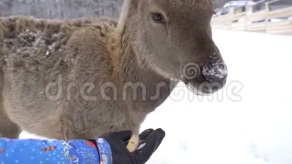 冬天鹿场围栏里的小鹿视频的预览图