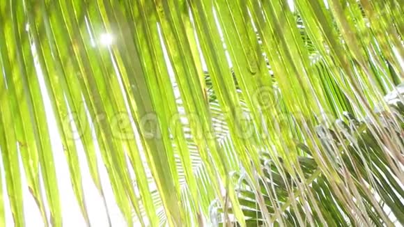 阳光透过热带棕榈树的叶子照射视频的预览图