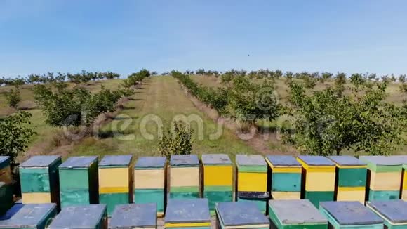 蜜蜂在日记里在草地上有很多蜜蜂房子蜂巢是农场的蜂蜜生产蜜蜂成群地在旁边视频的预览图