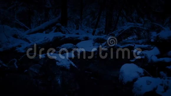 夜间降雪经过森林河视频的预览图