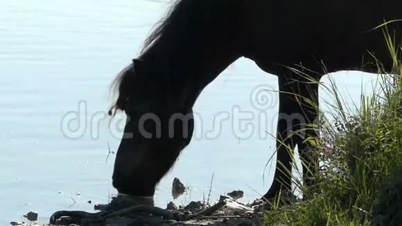 黑马在阳光明媚的日子里喝湖水视频的预览图