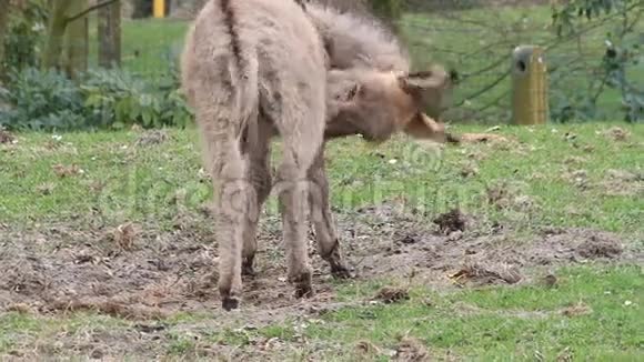 四月在草地上的驴子视频的预览图