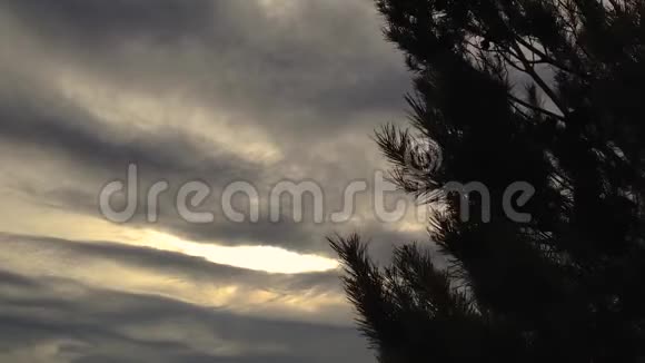 天空乌云中的松树剪影视频的预览图