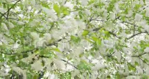 白花绿叶一鸟樱桃鸟樱花丛在风中摇曳太阳太阳的光芒在前进视频的预览图