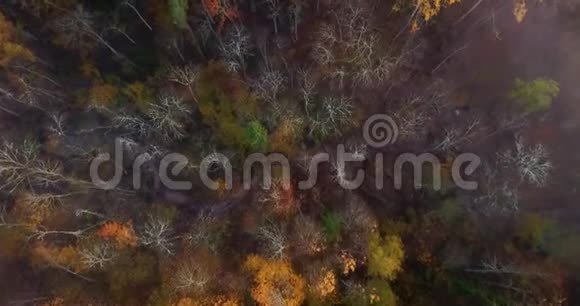 雾蒙蒙的秋日清晨森林的航空摄影视频的预览图
