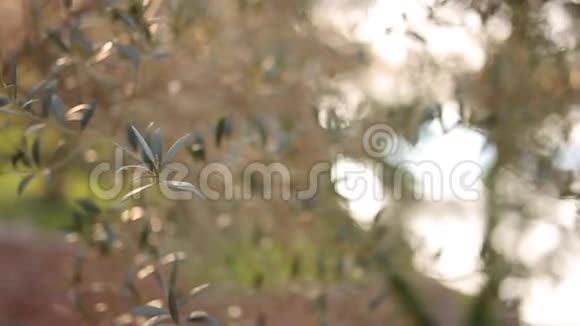 橄榄枝叶子特写M区橄榄园和花园视频的预览图