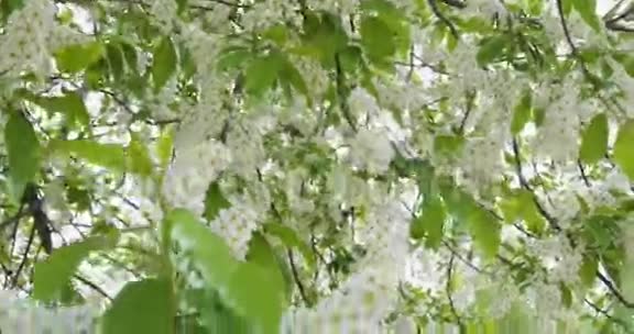 白花绿叶一鸟樱桃鸟樱花丛在风中摇曳太阳太阳的光芒在前进视频的预览图