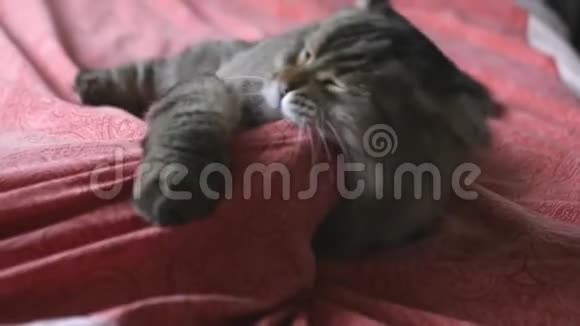 一只毛茸茸的猫在面纱下玩弄着一只手咬着抓着slowmotion1920x1080高清视频的预览图
