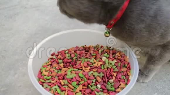 无家可归的灰猫有食物视频的预览图