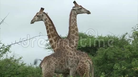 长颈鹿夫妇视频的预览图
