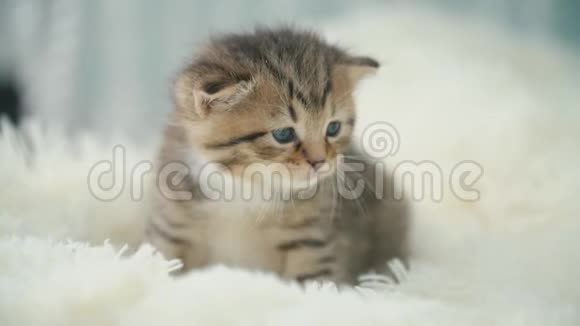 小猫咪在毯子上视频的预览图