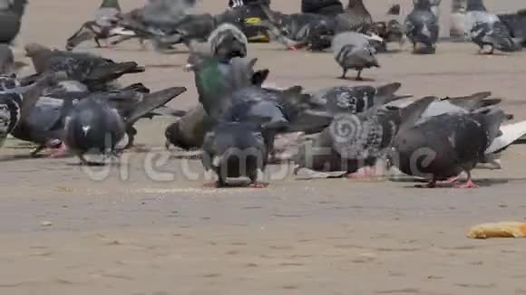 一大群鸽子在城市公园户外吃面包很多鸽子在街上吃食物喂鸽子视频的预览图