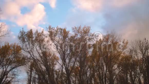 秋树逆天视频的预览图