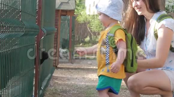一个带着父母的小男孩正在动物园里用绿草喂山羊孩子真的很喜欢这种动物视频的预览图