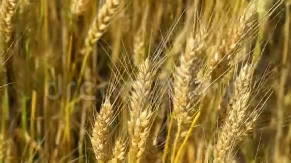 麦田成熟的小麦已经准备好收割了收获和收获金黄的麦田摇曳自然视频的预览图