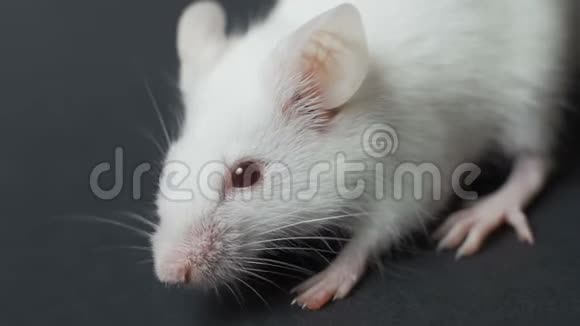 白色实验室鼠标上黑色背景特写视频的预览图