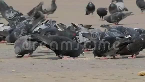 一大群鸽子在城市公园户外吃面包很多鸽子在街上吃食物喂鸽子视频的预览图