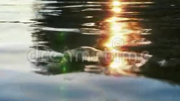 日落池塘中的日光反射视频的预览图