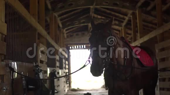 骑马的妇女把马鞍放在马身上准备动物穿衣服视频的预览图