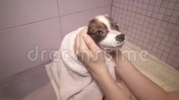 帕皮龙狗在洗澡后用毛巾在浴室里的股票录像视频的预览图