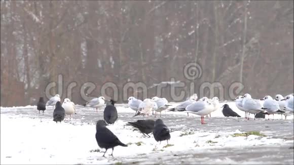 冬天的乌鸦和海鸥视频的预览图