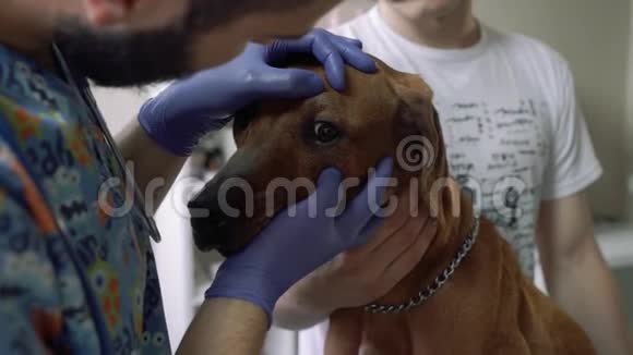 兽医在兽医诊所检查一只狗的眼睛视频的预览图
