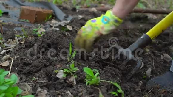 年轻女子用草叉挖腐殖质种植的土壤准备带着干燥的叶子快关门慢动作120fps视频的预览图