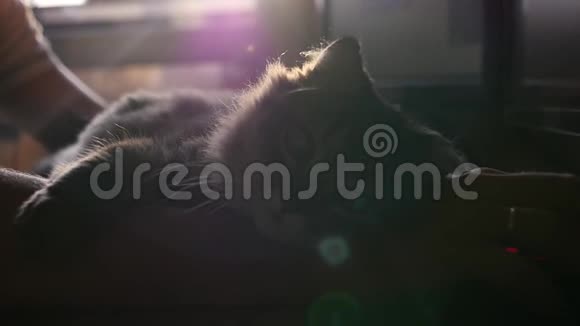 猫躺在主人的手上主人在电脑前工作在镜头的作用下在日落时四处张望高清视频的预览图