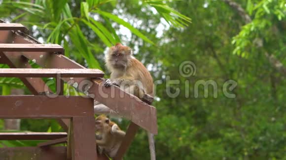热带公园一群猕猴的慢镜头视频的预览图