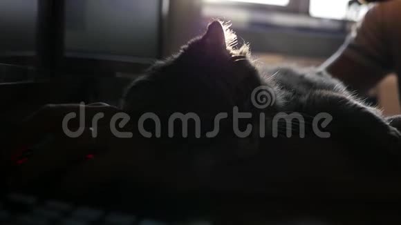 在日落时分猫帮助电脑后面的人工作躺在他的手臂上控制着老鼠视频的预览图