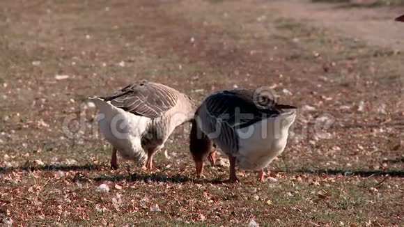 村庄池塘上的鹅和天鹅视频的预览图