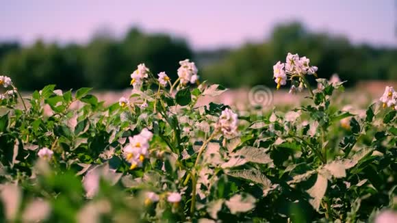 种植在种植园里的马铃薯一排排绿色的开花的马铃薯灌木生长在农田里白色淡粉色的花朵盛开视频的预览图