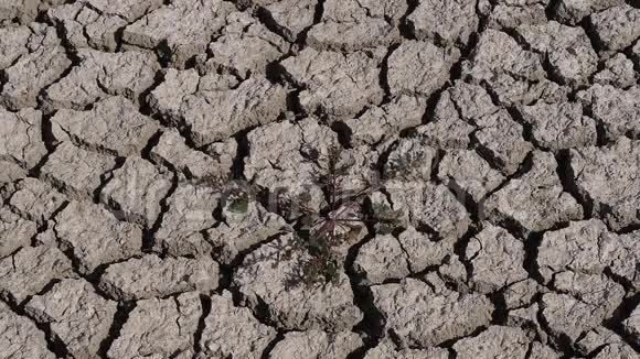 法国东南部Camargue沼泽的干旱视频的预览图