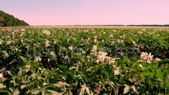 马铃薯在生长一排排绿色的开花的马铃薯灌木生长在农田里白色淡粉色的花开在土豆上视频的预览图
