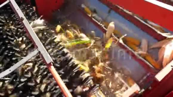近景大红联合收割机上叶柄鲜熟玉米棒过滤工艺的观察视频的预览图