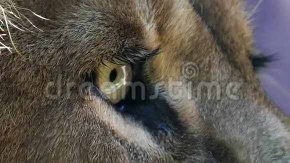 狮子的眼睛特写视频的预览图