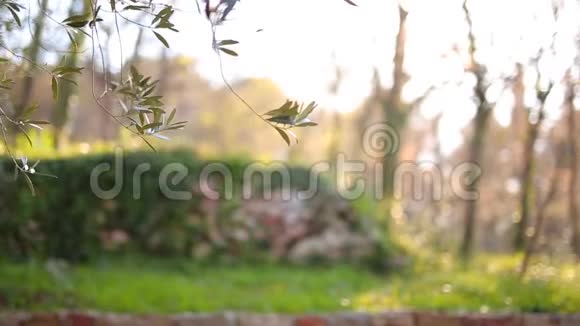 橄榄枝叶子特写M区橄榄园和花园视频的预览图