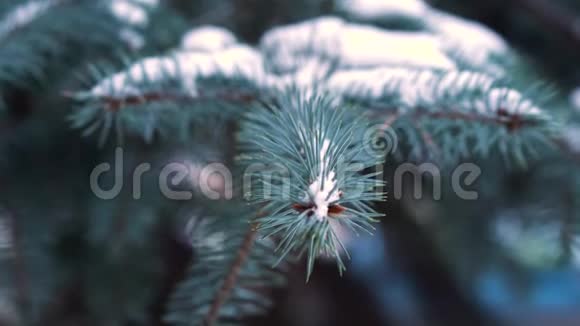 美丽的自然冬季背景松树的树枝覆盖着雪冬林冻树枝关门视频的预览图