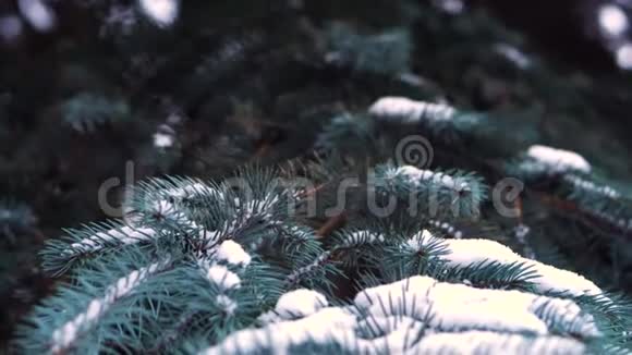 美丽的自然冬季背景松树的树枝覆盖着雪冬林冻树枝关门视频的预览图