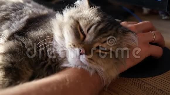 一只慈爱的猫小心翼翼地躺在桌面上的人的手里睡着了看着相机高清1920x1080视频的预览图