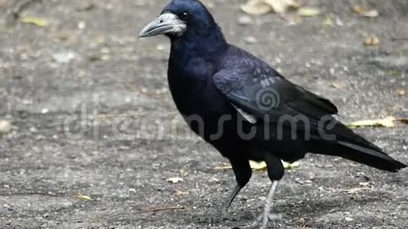 秋天一只黑乌鸦在一片灰色的土地上漫步视频的预览图
