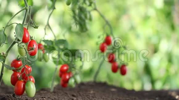 手拿柳条篮子从植物到蔬菜园采摘西红柿视频的预览图