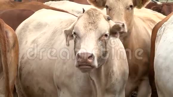 一群奶牛在牧场上咀嚼食物视频的预览图