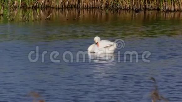 一只高贵的白天鹅在湖中游泳清理它的羽毛视频的预览图