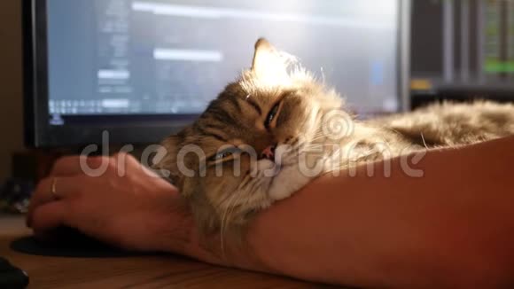一只毛茸茸的满足猫躺在心爱的主人的手上他坐在桌子旁在电脑上工作3840x21604K视频的预览图