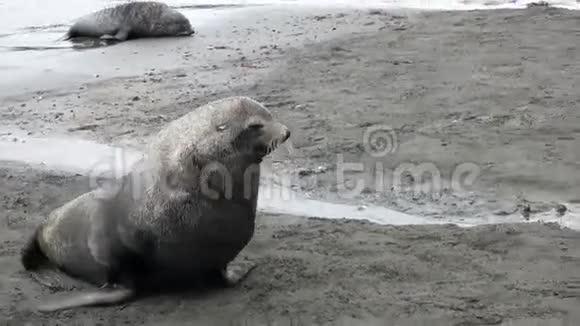 南极洲福克兰群岛海滩上与母亲的新生儿海豹视频的预览图