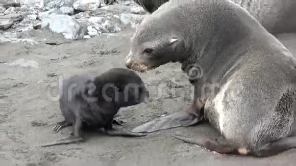 南极洲福克兰群岛海滩上与母亲的新生儿海豹视频的预览图