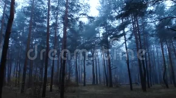 森林雾木树黑魔雾视频的预览图