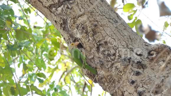 鸟儿在热带雨林的高树上筑巢视频的预览图